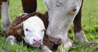 Metabolic testing could improve fertility in beef herds – study